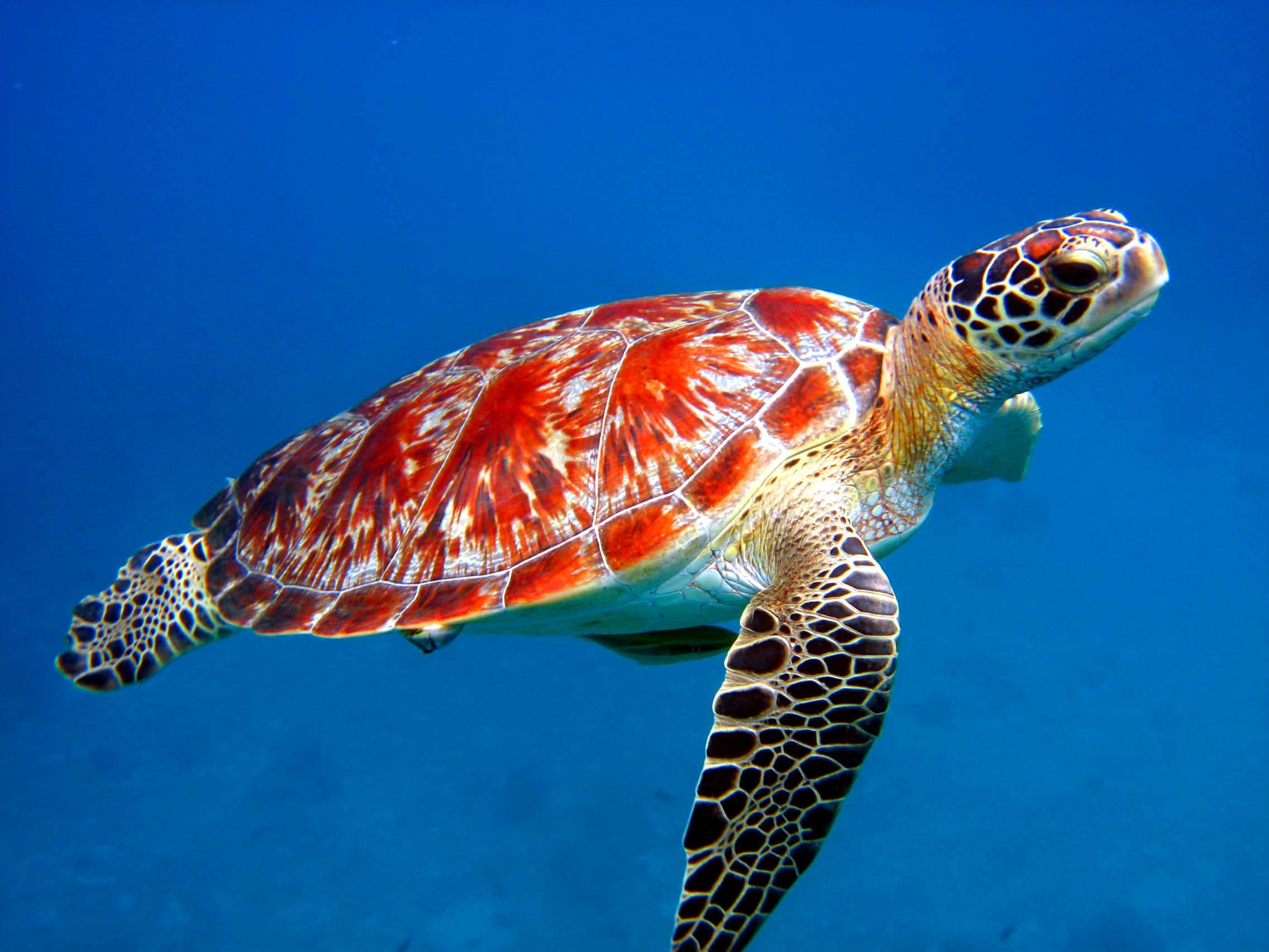 Sea turtle swimming through the ocean Beautiful sea turtle gliding through water