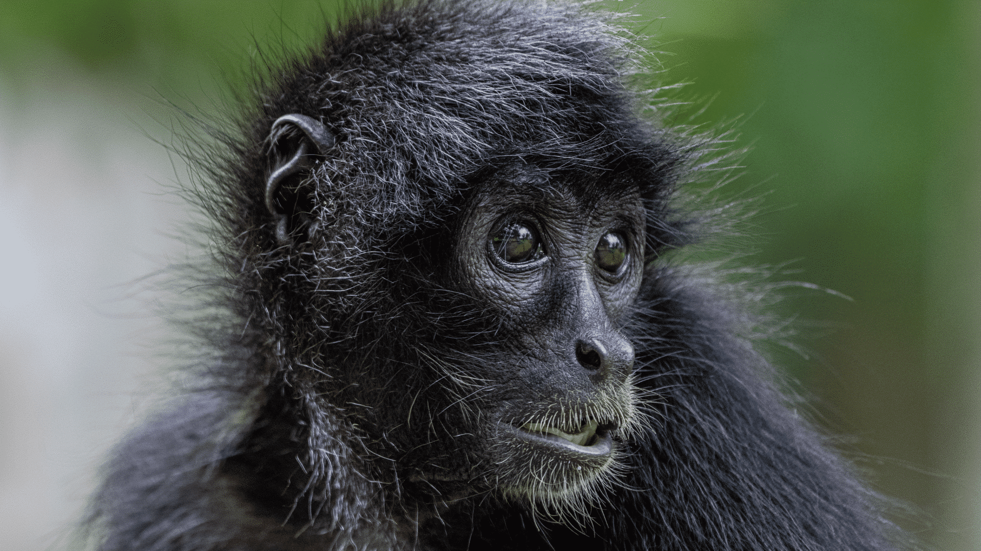 Black Spider Monkey