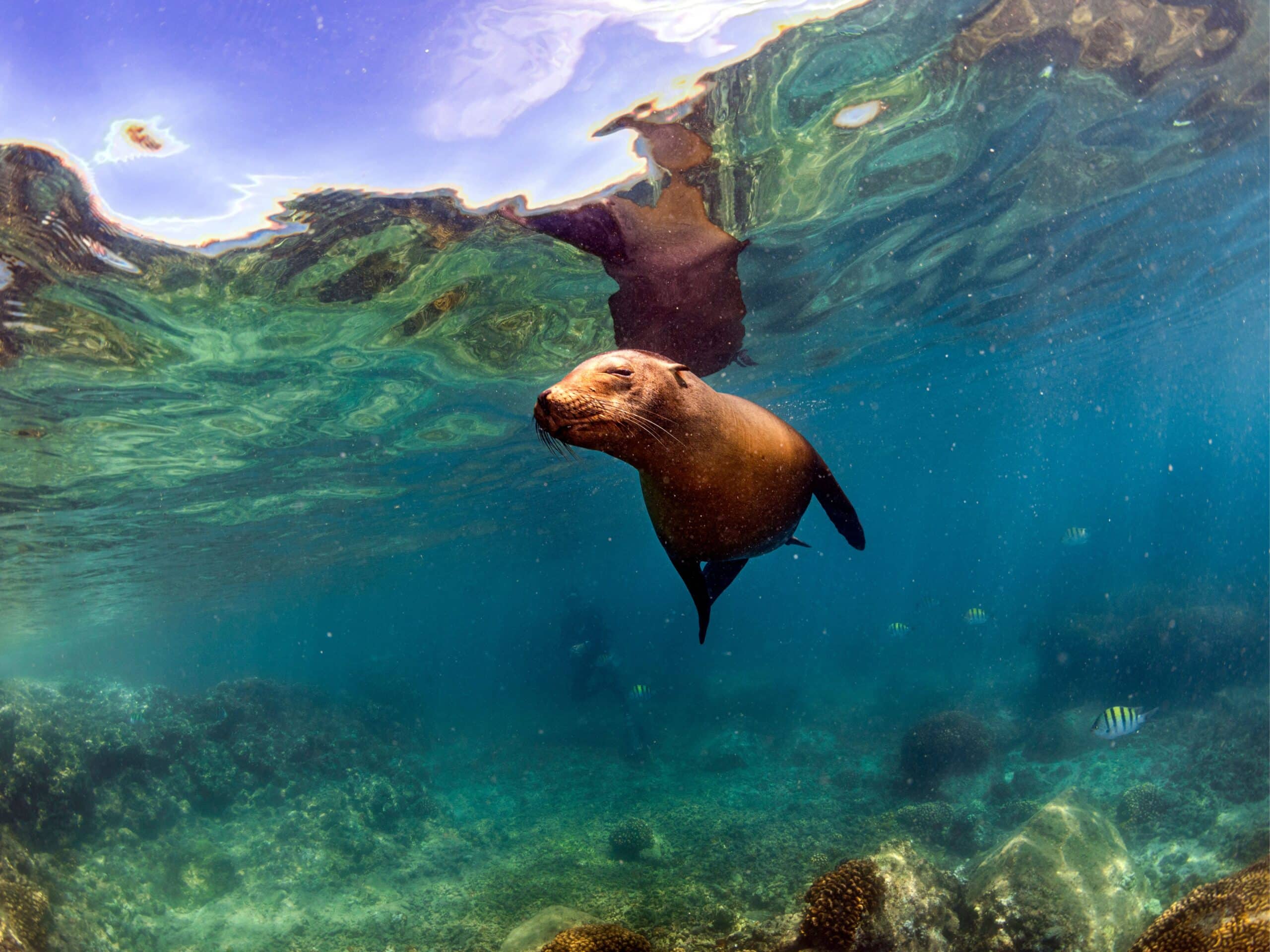 Sea Lion Underwater