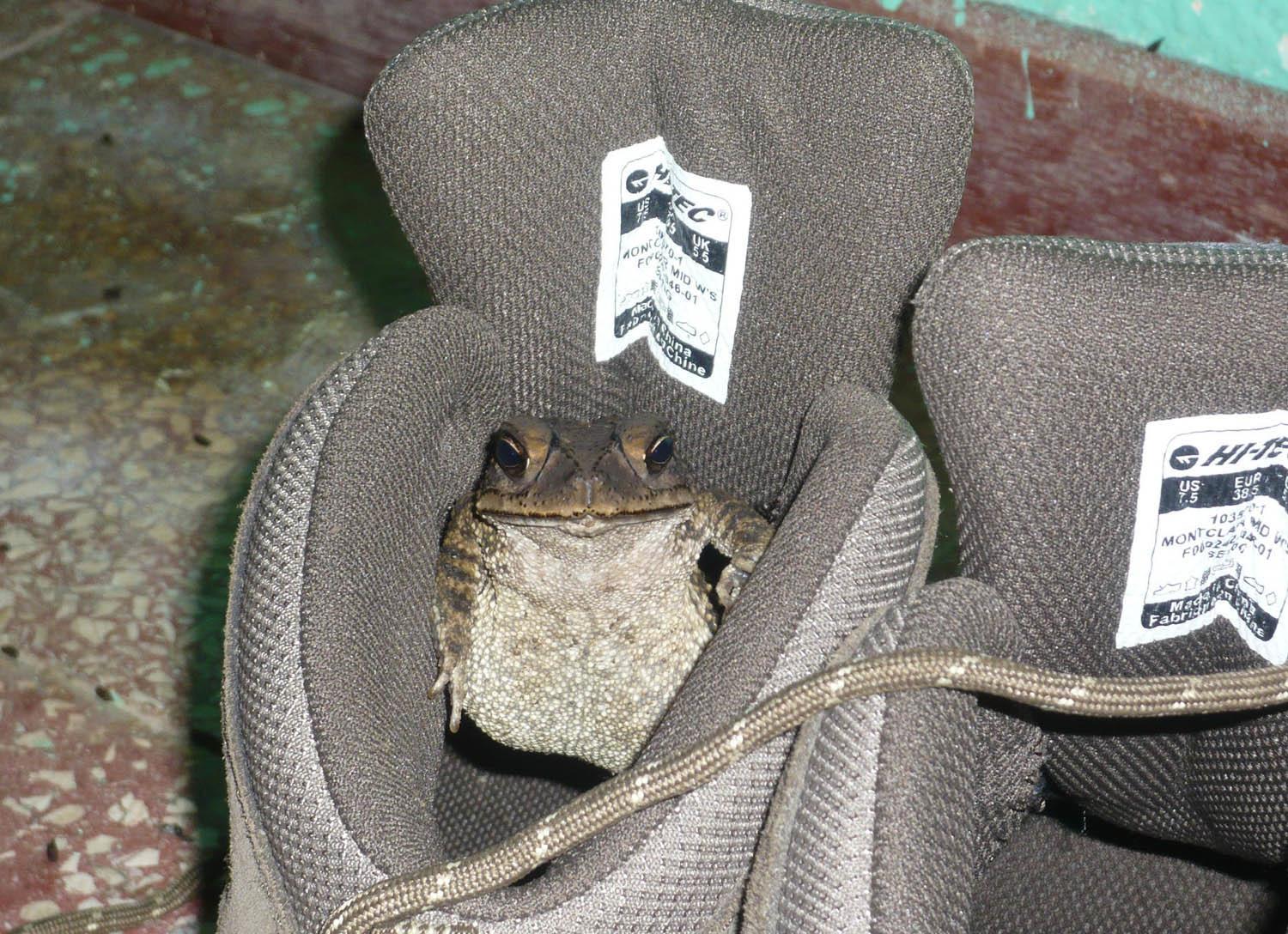 Frog in Stephanie's boots.