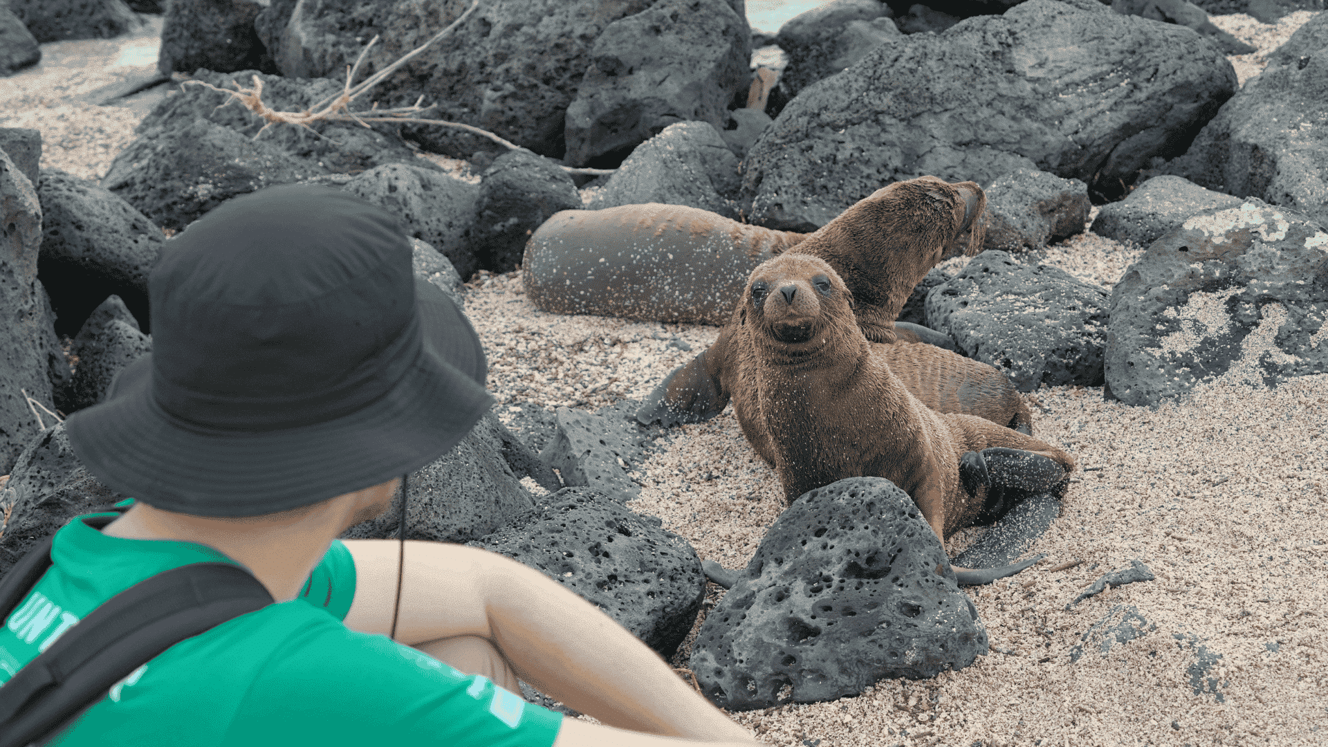 A Projects Abroad participant locks eyes with a sea lion while conducting an animal survey