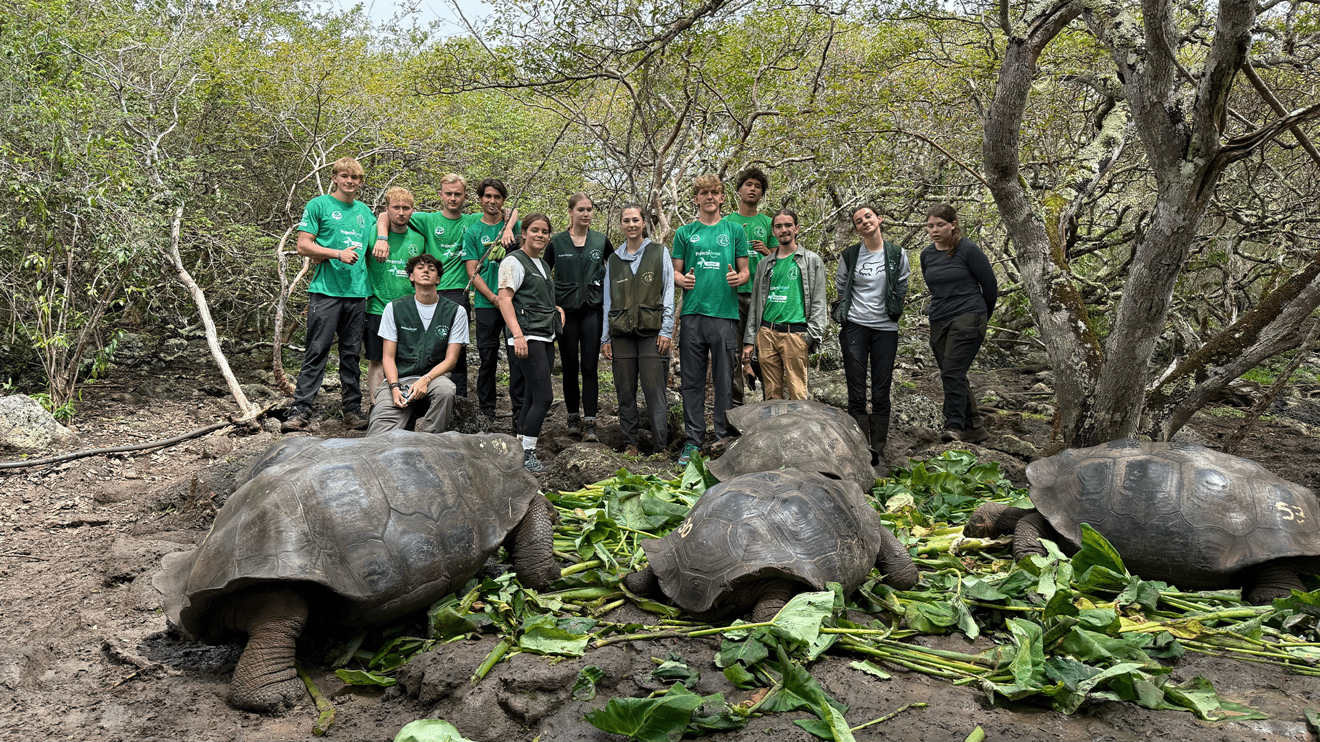 A group of volunteers stands in a wooded, muddy area behind several giant Galapagos tortoises eating large green leaves. Some volunteers wear matching bright green t-shirts, while others wear dark green utility vests.